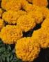 Seminte profesionale Tagetes erecta - Craite inalte - imagine 48948